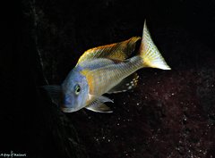 Buccochromis Rhoadesii Yellow