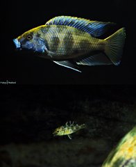 Nimbochromis Venustus