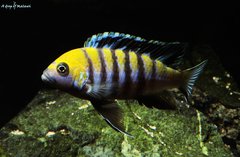 Cynotilapia Zebroides Cobue