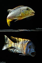 Buccochromis Rhoadesii Yellow