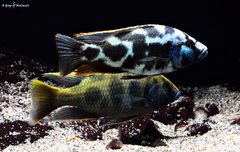 Nimbochromis livingstonii i Nimbochromis venustus