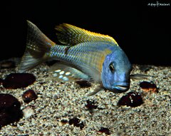 Buccochromis Rhoadesii Yellow