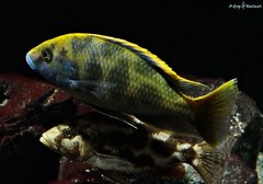 Nimbochromis Venustus i Nimbochromis Livingstonii