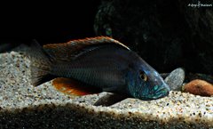 Dimidiochromis Compressiceps