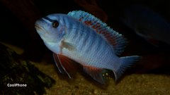 Labeotropheus Fuelleborni Thumbi West