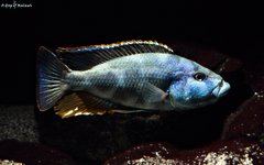 Nimbochromis livingstonii