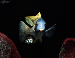 Buccochromis Rhoadesii Yellow