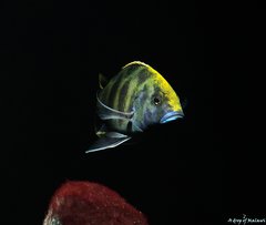 Nimbochromis Venustus