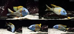 Buccochromis Rhoadesii Yellow