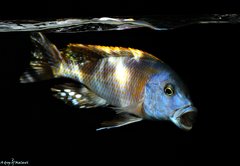 Buccochromis rhoadesii yellow