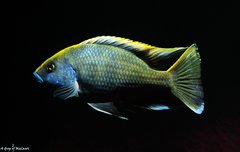 Nimbochromis Venustus