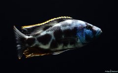 Nimbochromis livingstonii