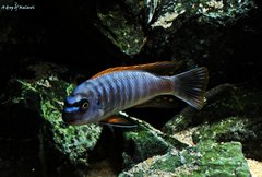 Labeotropheus Trewavasae Thumbi West