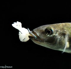 Champsochromis Caeruleus