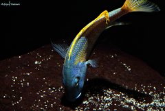 Buccochromis Rhoadesii Yellow