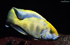 Nimbochromis Venustus