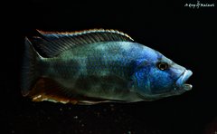 Nimbochromis livingstonii