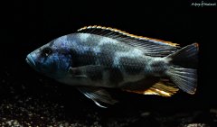 Nimbochromis livingstonii