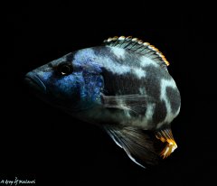 Nimbochromis livingstonii