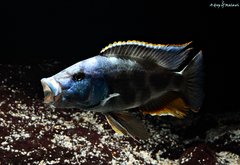 Nimbochromis livingstonii