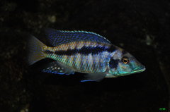 mylochromis mchuse