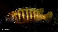 Metriaclima Zebra Gold Kawanga