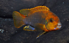 Iodotropheus sprengerae