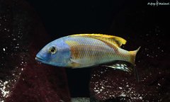 Buccochromis Rhoadesii Yellow