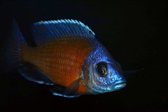 Copadichromis Borleyi Kadango