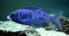 Placidochromis phenochilus Mdoka white lips