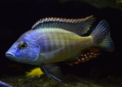 Więcej informacji o „Lethrinops Lethrinus”