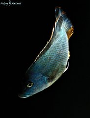 Nimbochromis livingstonii