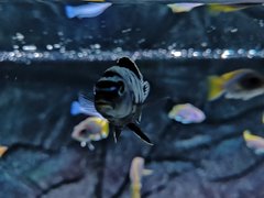 chindongo saulosi samiec okolo 7-8 cm