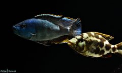 Nimbochromis livingstonii.