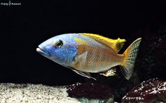 Buccochromis Rhoadesii Yellow