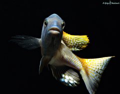 Więcej informacji o „Buccochromis Rhoadesii Yellow”