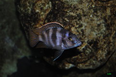 placidochromis milomo