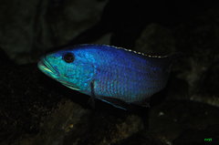 Nimbochromis fuscotaeniatus