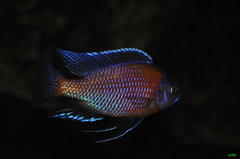 copadichromis borleyi kadango red fin