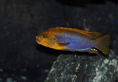 Iodotropheus sprengerae