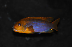 Iodotropheus sprengerae