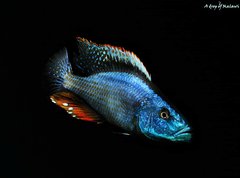 Dimidiochromis Compressiceps