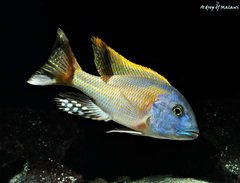 Więcej informacji o „Buccochromis Rhoadesii Yellow”