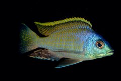 Placidochromis sp. Blue Otter