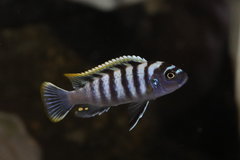 Cynotilapia zebroides Likoma - chłopiec 5 cm