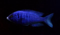 Placidochromis phenochilus Mdoka white lips