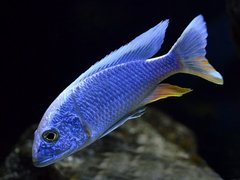 Sciaenochromis fryeri