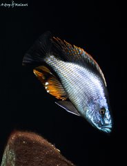 Dimidiochromis compressiceps