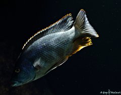 Nimbochromis livingstonii