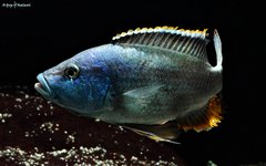 Nimbochromis livingstonii